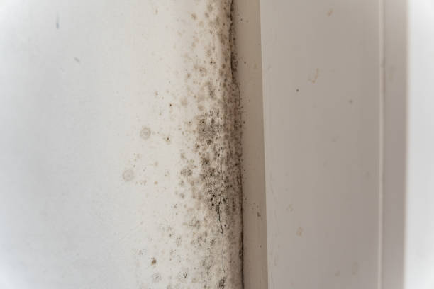 Best Biohazard Mold Removal  in North Belle Vernon, PA